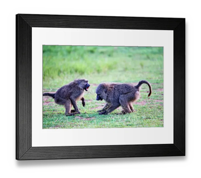 Framed Print : Two Olive baboon (Papio anubis) juveniles play fighting, Akagera National Park, Rwanda Framed Print : Two Olive baboon (Papio anubis) juveniles play fighting, Akagera National Park, Rwanda