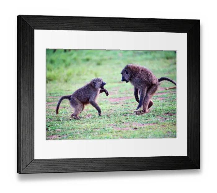 Framed Print : Two Olive baboon (Papio anubis) juveniles play fighting, Akagera National Park, Rwanda Framed Print : Two Olive baboon (Papio anubis) juveniles play fighting, Akagera National Park, Rwanda