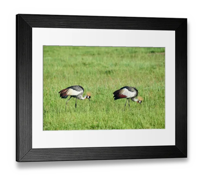 Framed Print : Crowned cranes (Balearica regulorum) pair, grazing in grassland, Akagera National Park, Rwanda. Endangered Framed Print : Crowned cranes (Balearica regulorum) pair, grazing in grassland, Akagera National Park, Rwanda. Endangered