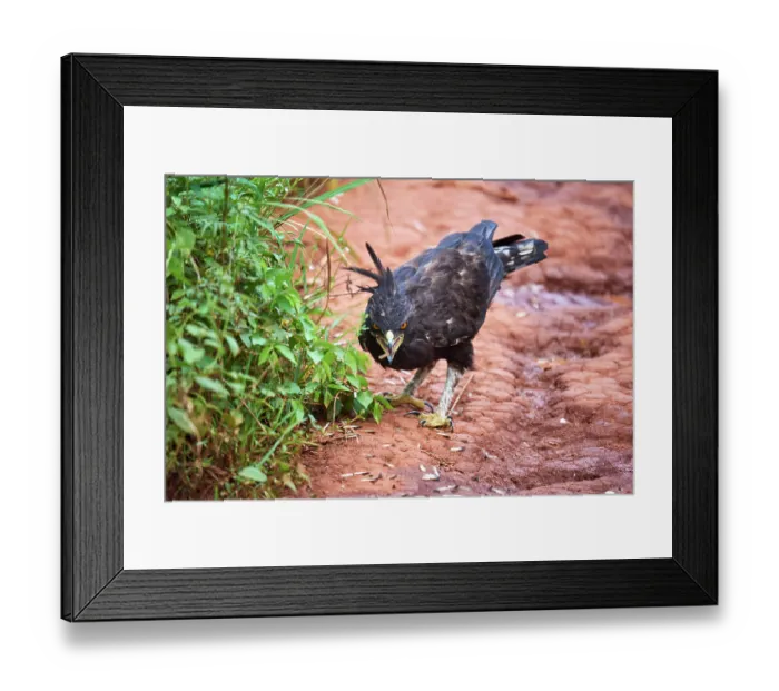 Framed Print : Long crested eagle (Lophaetus occipitalis) feeding on insects, Akagera National Park, Rwanda Framed Print : Long crested eagle (Lophaetus occipitalis) feeding on insects, Akagera National Park, Rwanda