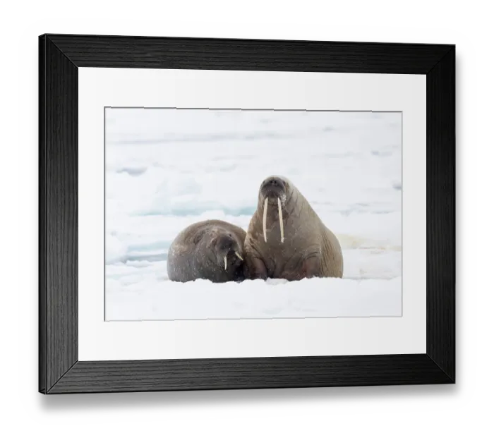 Framed Print : Two Walruses (Odobenus rosmarus) resting on sea ice, Svalbard, Norway. April Framed Print : Two Walruses (Odobenus rosmarus) resting on sea ice, Svalbard, Norway. April