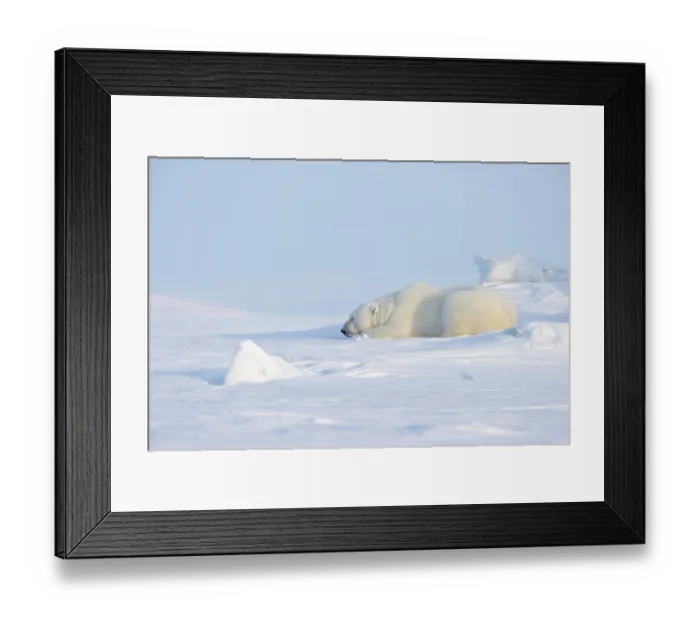 Framed Print : Polar bear (Ursus maritimus) male, sleeping on snow, Svalbard, Norway. April