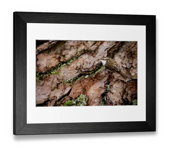Framed Print : Treecreeper (Certhia familiaris) perched on a tree trunk, Scotland, UK. February Framed Print : Treecreeper (Certhia familiaris) perched on a tree trunk, Scotland, UK. February