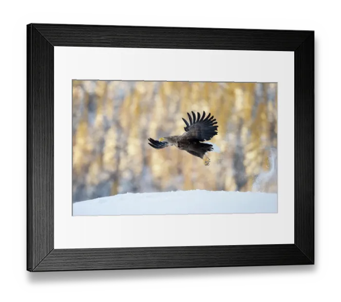Framed Print : White-tailed eagle (Haliaeetus albicilla) flying low over snowy ground, Norway. February Framed Print : White-tailed eagle (Haliaeetus albicilla) flying low over snowy ground, Norway. February
