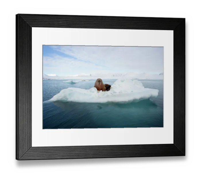 Framed Print : Walrus (Odobenus rosmarus) resting on sea ice, Svalbard, Norway. April Framed Print : Walrus (Odobenus rosmarus) resting on sea ice, Svalbard, Norway. April