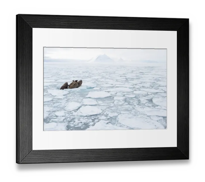 Framed Print : Aerial view of group of Walruses (Odobenus rosmarus) resting on sea ice, Svalbard, Norway. April Framed Print : Aerial view of group of Walruses (Odobenus rosmarus) resting on sea ice, Svalbard, Norway. April
