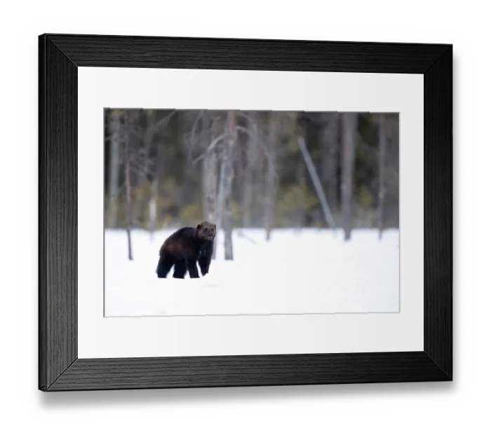 Framed Print : Wolverine (Gulo gulo) walking over snow with forest behind, Finland. April Framed Print : Wolverine (Gulo gulo) walking over snow with forest behind, Finland. April