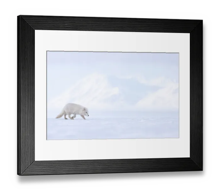 Framed Print : RF - Arctic fox (Vulpes lagopus) winter coat, looking for food on snow, Svalbard, Norway. March. (This image may be licensed either as rights managed or royalty free.) Framed Print : RF - Arctic fox (Vulpes lagopus) winter coat, looking for food on snow, Svalbard, Norway. March. (This image may be licensed either as rights managed or royalty free.)