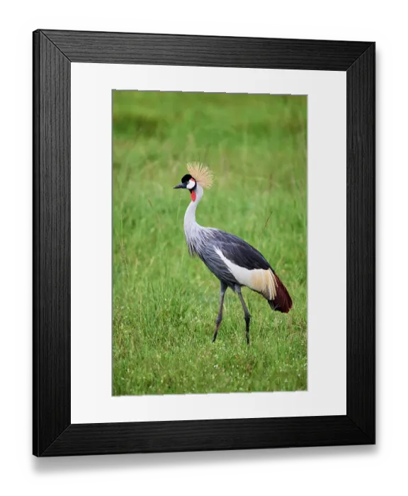 Framed Print : Crowned crane (Balearica regulorum) portrait, Akagera National Park, Rwanda. Endangered Framed Print : Crowned crane (Balearica regulorum) portrait, Akagera National Park, Rwanda. Endangered