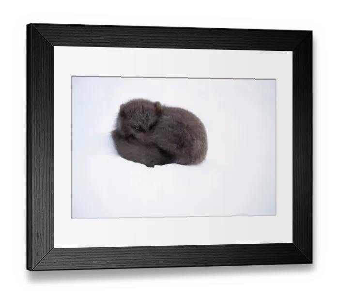 Framed Print : RF - Arctic fox (Vulpes lagopus) blue morph, resting in snow, Hornstrandir Nature Reserve, Iceland. March. (This image may be licensed either as rights managed or royalty free.) Framed Print : RF - Arctic fox (Vulpes lagopus) blue morph, resting in snow, Hornstrandir Nature Reserve, Iceland. March. (This image may be licensed either as rights managed or royalty free.)