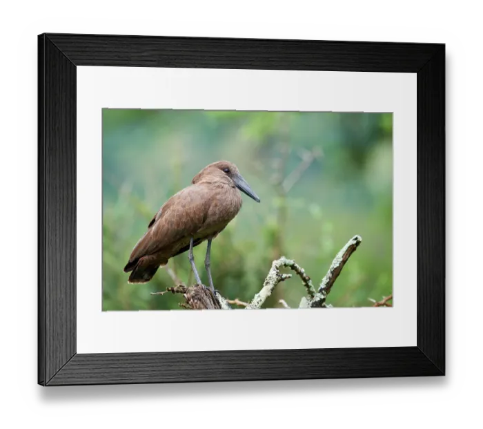 Framed Print : Hamerkop (Scopus umbretta) perched on branch, Akagera National Park, Rwanda Framed Print : Hamerkop (Scopus umbretta) perched on branch, Akagera National Park, Rwanda
