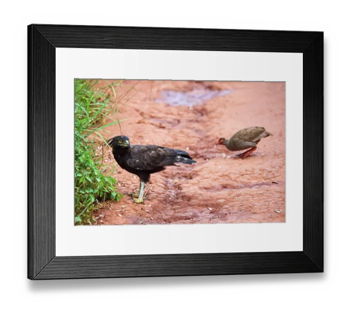 Framed Print : Long crested eagle (Lophaetus occipitalis) and Red-necked spurfowl (Pternistis afer) feeding on insects, Akagera National Park, Rwanda Framed Print : Long crested eagle (Lophaetus occipitalis) and Red-necked spurfowl (Pternistis afer) feeding on insects, Akagera National Park, Rwanda