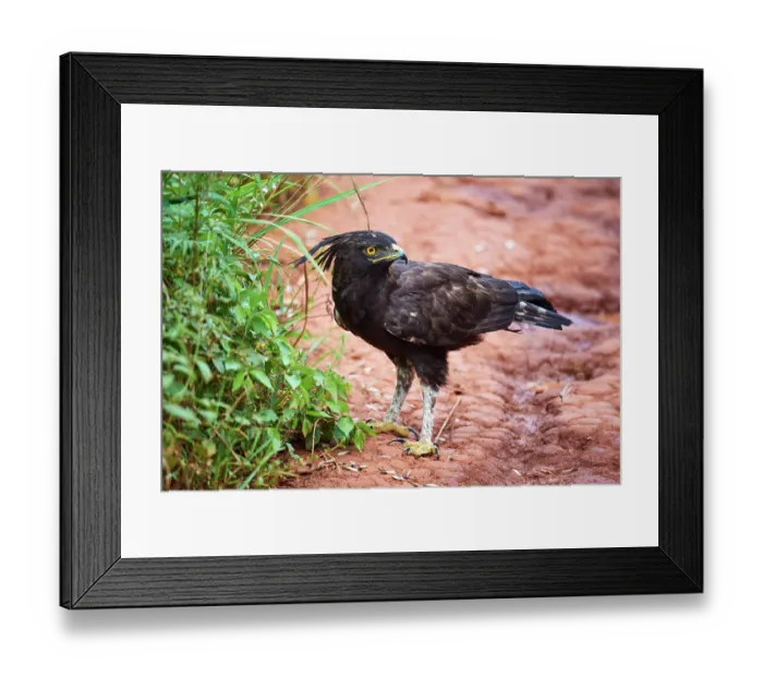 Framed Print : Long crested eagle (Lophaetus occipitalis) feeding on insects, Akagera National Park, Rwanda Framed Print : Long crested eagle (Lophaetus occipitalis) feeding on insects, Akagera National Park, Rwanda