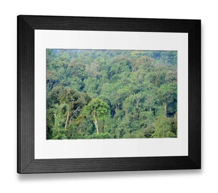 Framed Print : Primary tropical rainforest, Nyungwe National Park, Rwanda. September, 2008 Framed Print : Primary tropical rainforest, Nyungwe National Park, Rwanda. September, 2008