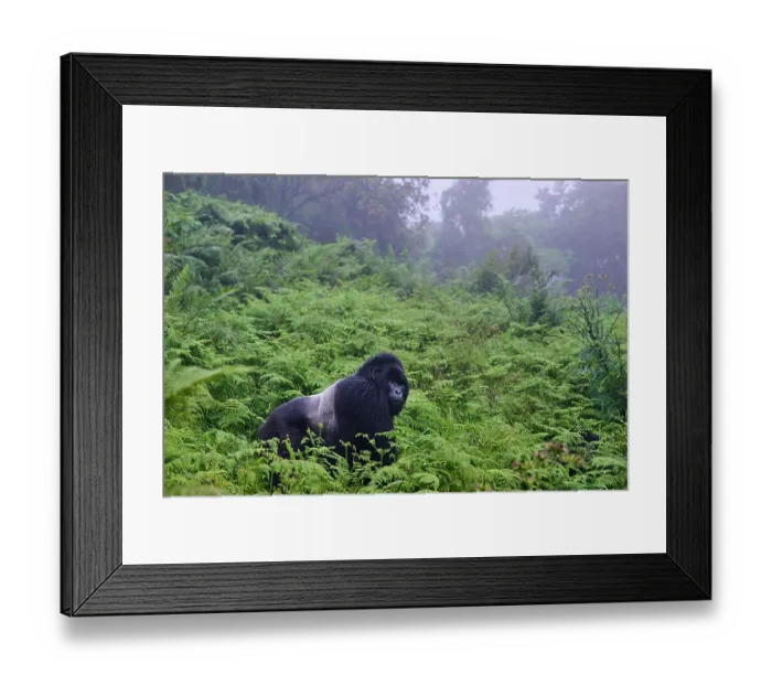 Framed Print : Mountain gorilla (Gorilla beringei) silverback male, walking in misty forest, Volcanoes National Park, Rwanda. Endangered Framed Print : Mountain gorilla (Gorilla beringei) silverback male, walking in misty forest, Volcanoes National Park, Rwanda. Endangered