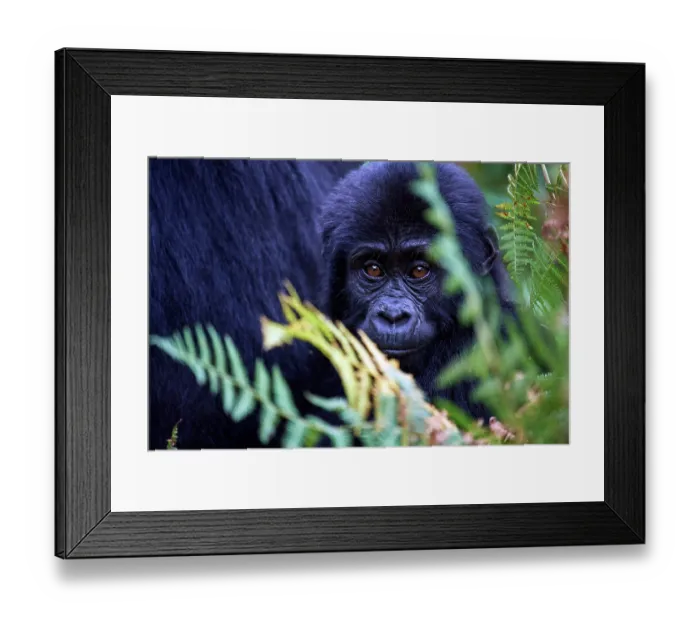 Framed Print : Mountain gorilla (Gorilla beringei beringei) infant, aged 3 months, portrait, Bwindi Impenetrable Forest National Park, Uganda. Endangered Framed Print : Mountain gorilla (Gorilla beringei beringei) infant, aged 3 months, portrait, Bwindi Impenetrable Forest National Park, Uganda. Endangered