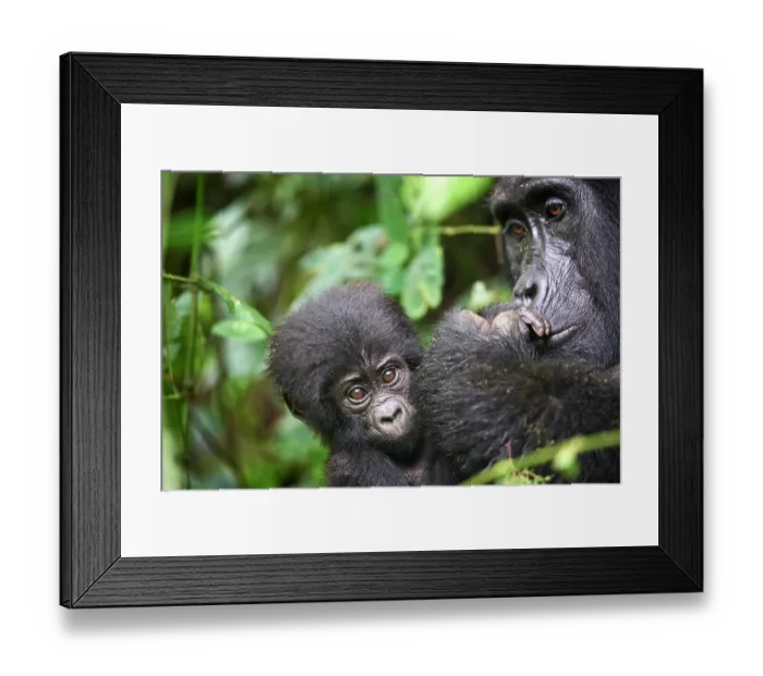 Framed Print : Mountain gorilla (Gorilla beringei beringei) female, holding infant, aged 2 months, head portrait, Bwindi Impenetrable Forest National Park, Uganda. Endangered Framed Print : Mountain gorilla (Gorilla beringei beringei) female, holding infant, aged 2 months, head portrait, Bwindi Impenetrable Forest National Park, Uganda. Endangered
