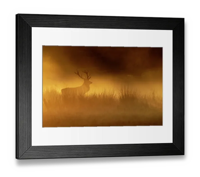 Framed Print : RF - Red deer (Cervus elaphus) stag silhouetted at sunrise on a misty morning, Bradgate Park, Leicestershire, England, UK. October Framed Print : RF - Red deer (Cervus elaphus) stag silhouetted at sunrise on a misty morning, Bradgate Park, Leicestershire, England, UK. October