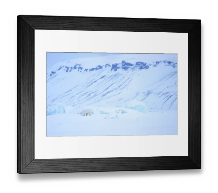 Framed Print : RF - Polar bear (Ursus maritimus) male, looking for food with snow covered hills in background, Svalbard, Norway. April Framed Print : RF - Polar bear (Ursus maritimus) male, looking for food with snow covered hills in background, Svalbard, Norway. April