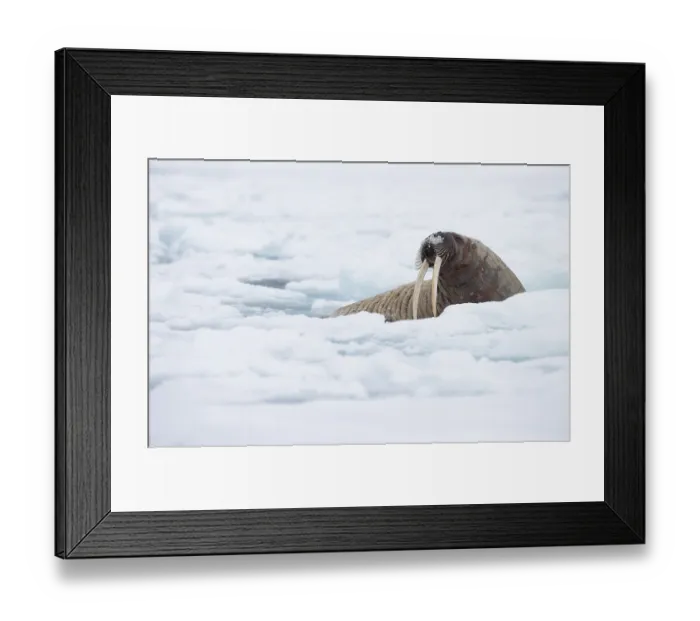 Framed Print : RF - Walrus (Odobenus rosmarus) resting on sea ice, Svalbard, April. (This image may be licensed either as rights managed or royalty free.)