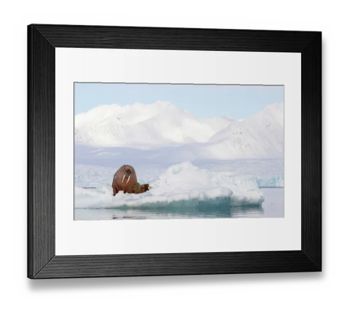 Framed Print : RF - Walrus (Odobenus rosmarus) resting on sea ice, Svalbard, Norway. April. (This image may be licensed either as rights managed or royalty free.) Framed Print : RF - Walrus (Odobenus rosmarus) resting on sea ice, Svalbard, Norway. April. (This image may be licensed either as rights managed or royalty free.)