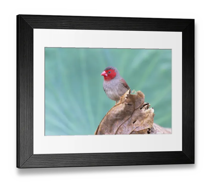 Framed Print : Crimson finch (Neochmia phaeton) female perched on a dead water lily leaf, Corroboree billabong, Northern Territory, Australia Framed Print : Crimson finch (Neochmia phaeton) female perched on a dead water lily leaf, Corroboree billabong, Northern Territory, Australia