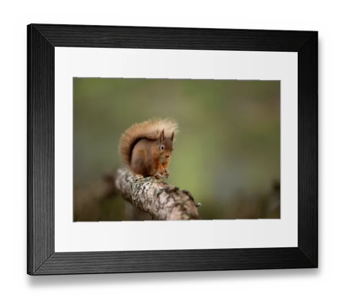 Framed Print : RF - Red squirrel (Sciurus vulgaris) resting on a branch, Scotland, UK. February. (This image may be licensed either as rights managed or royalty free.) Framed Print : RF - Red squirrel (Sciurus vulgaris) resting on a branch, Scotland, UK. February. (This image may be licensed either as rights managed or royalty free.)