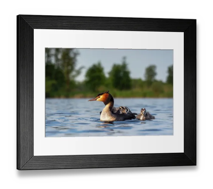 Framed Print : RF - Great crested grebe (Podiceps cristatus) on water carrying chicks on its back, Valkenhorst Nature Reserve, The Netherlands. May Framed Print : RF - Great crested grebe (Podiceps cristatus) on water carrying chicks on its back, Valkenhorst Nature Reserve, The Netherlands. May