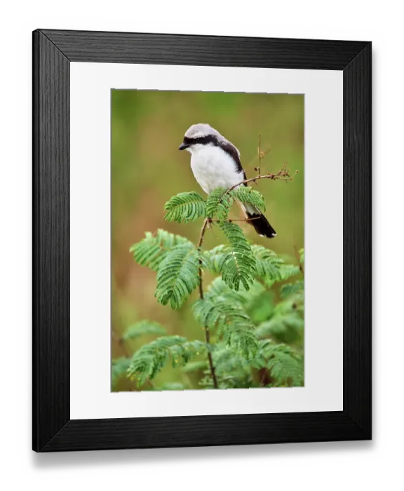 Framed Print : Mackinnon's shrike (Lanius mackinnoni) perched on branch, Akagera National Park, Rwanda Framed Print : Mackinnon's shrike (Lanius mackinnoni) perched on branch, Akagera National Park, Rwanda