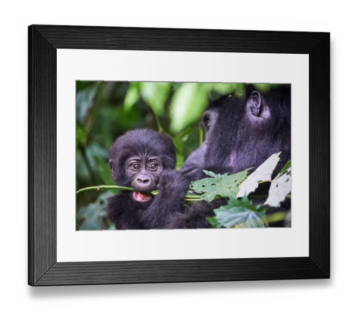 Framed Print : Mountain gorilla (Gorilla beringei beringei) female, holding infant, aged 2 months, chewing on vegetation, Bwindi Impenetrable Forest National Park, Uganda. Endangered Framed Print : Mountain gorilla (Gorilla beringei beringei) female, holding infant, aged 2 months, chewing on vegetation, Bwindi Impenetrable Forest National Park, Uganda. Endangered