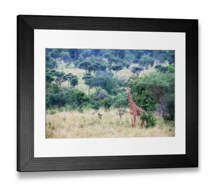 Framed Print : Maasai giraffe (Giraffa camelopardalis tippelskirchi) standing in grassland, Akagera National Park, Rwanda. Endangered Framed Print : Maasai giraffe (Giraffa camelopardalis tippelskirchi) standing in grassland, Akagera National Park, Rwanda. Endangered