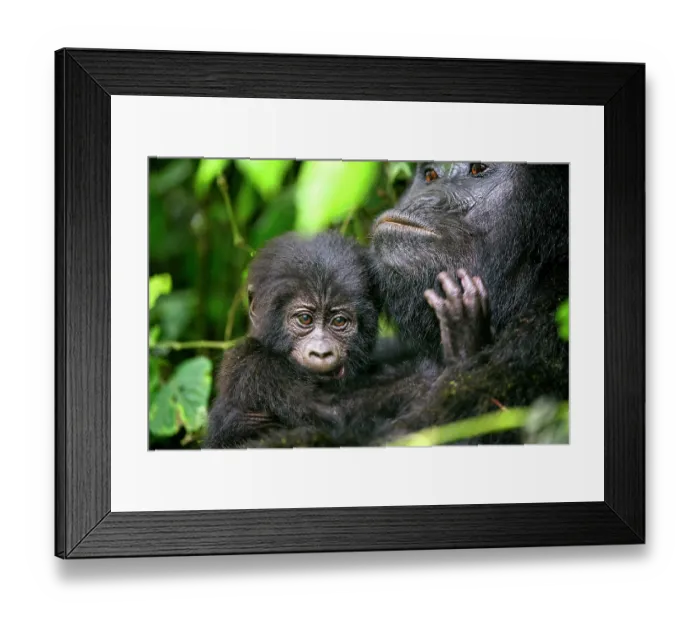Framed Print : Mountain gorilla (Gorilla beringei beringei) female, holding infant, aged 2 months, head portrait, Bwindi Impenetrable Forest National Park, Uganda. Endangered Framed Print : Mountain gorilla (Gorilla beringei beringei) female, holding infant, aged 2 months, head portrait, Bwindi Impenetrable Forest National Park, Uganda. Endangered