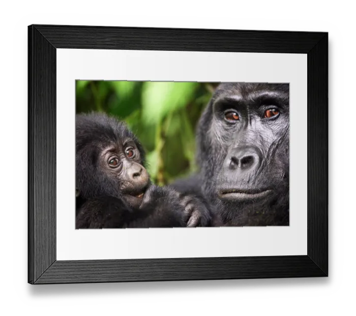 Framed Print : Mountain gorilla (Gorilla beringei beringei) female, holding infant, aged 2 months, head portrait, Bwindi Impenetrable Forest National Park, Uganda. Endangered Framed Print : Mountain gorilla (Gorilla beringei beringei) female, holding infant, aged 2 months, head portrait, Bwindi Impenetrable Forest National Park, Uganda. Endangered
