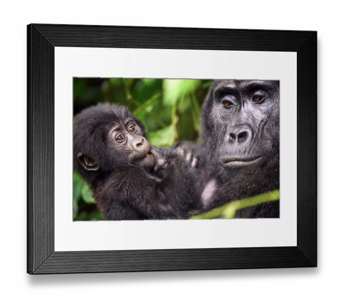Framed Print : Mountain gorilla (Gorilla beringei beringei) female, holding infant, aged 2 months, head portrait, Bwindi Impenetrable Forest National Park, Uganda. Endangered Framed Print : Mountain gorilla (Gorilla beringei beringei) female, holding infant, aged 2 months, head portrait, Bwindi Impenetrable Forest National Park, Uganda. Endangered