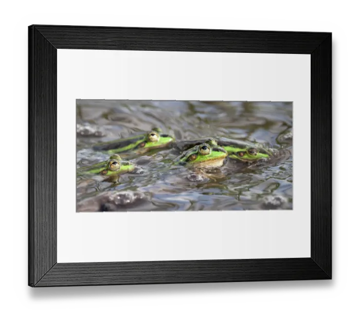Framed Print : Group of Dahl's aquatic frogs (Litoria dahlii) engaged in a breeding frenzy brought on by seasonal rainfall, Middle Point, Northern Territory, Australia Framed Print : Group of Dahl's aquatic frogs (Litoria dahlii) engaged in a breeding frenzy brought on by seasonal rainfall, Middle Point, Northern Territory, Australia