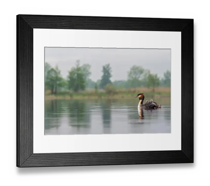 Framed Print : Great crested grebe (Podiceps cristatus) on water carrying chicks on its back, Valkenhorst Nature Reserve, The Netherlands. May Framed Print : Great crested grebe (Podiceps cristatus) on water carrying chicks on its back, Valkenhorst Nature Reserve, The Netherlands. May