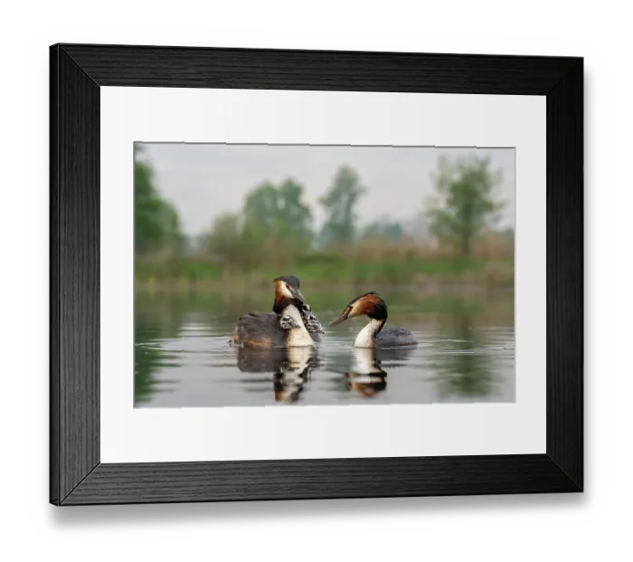 Framed Print : Great crested grebes (Podiceps cristatus) pair with chicks on water, Valkenhorst Nature Reserve, The Netherlands. May Framed Print : Great crested grebes (Podiceps cristatus) pair with chicks on water, Valkenhorst Nature Reserve, The Netherlands. May
