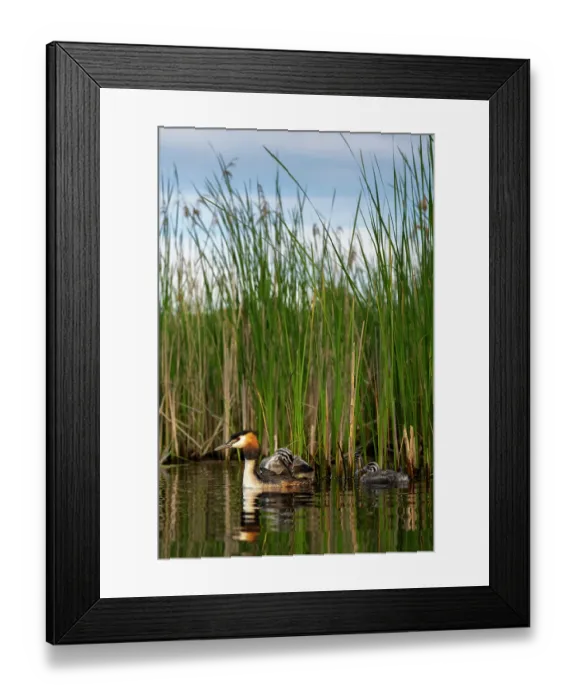 Framed Print : Great crested grebe (Podiceps cristatus) on water with chicks, Valkenhorst Nature Reserve, The Netherlands. May Framed Print : Great crested grebe (Podiceps cristatus) on water with chicks, Valkenhorst Nature Reserve, The Netherlands. May