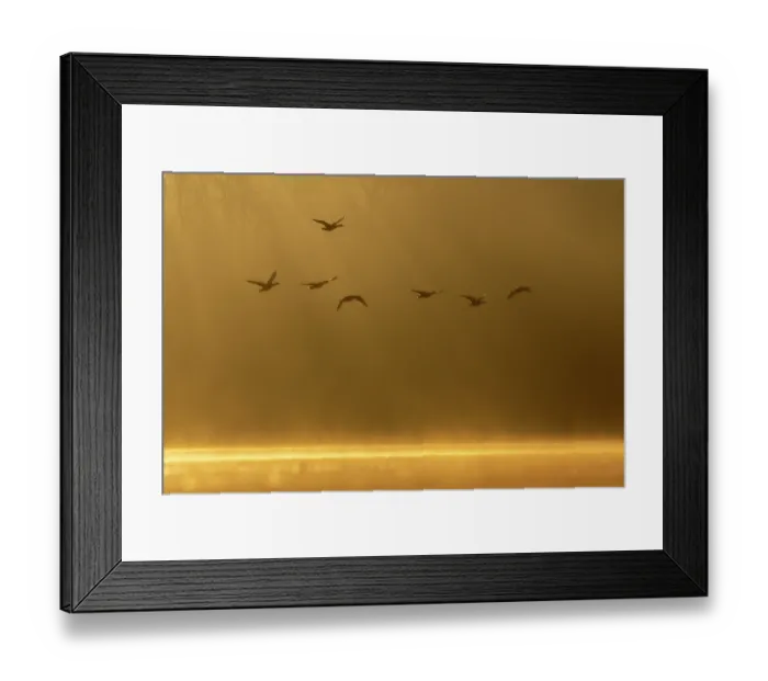 Framed Print : Greylag geese (Anser anser) in flight over water on a misty morning, Valkenhorst Nature Reserve, Valkenswaard, The Netherlands. February Framed Print : Greylag geese (Anser anser) in flight over water on a misty morning, Valkenhorst Nature Reserve, Valkenswaard, The Netherlands. February