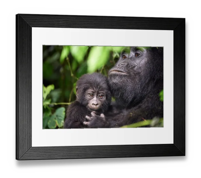 Framed Print : Mountain gorilla (Gorilla beringei beringei) female, holding infant, aged 2 months, head portrait, Bwindi Impenetrable Forest National Park, Uganda. Endangered Framed Print : Mountain gorilla (Gorilla beringei beringei) female, holding infant, aged 2 months, head portrait, Bwindi Impenetrable Forest National Park, Uganda. Endangered