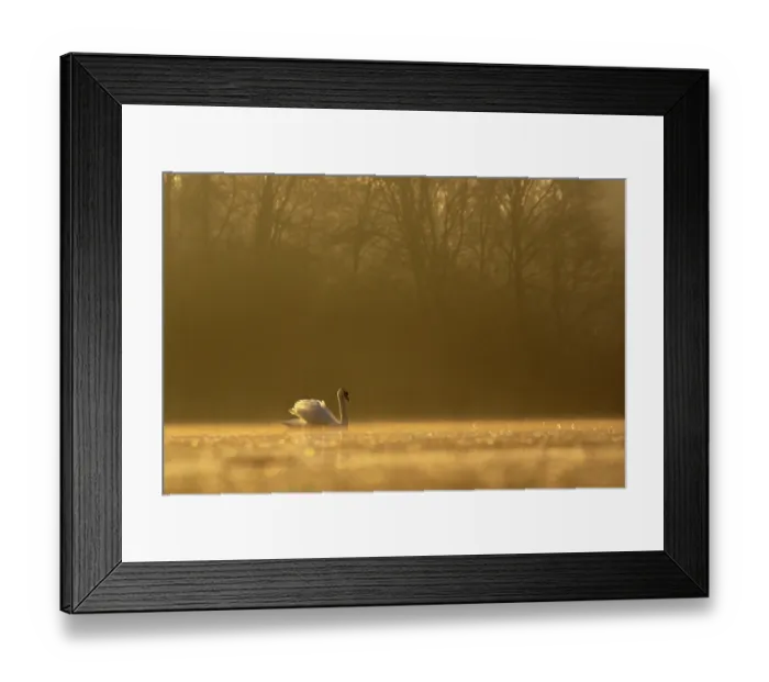 Framed Print : Mute swan (Cygnus olor) on water in morning light, Valkenhorst Nature Reserve, The Netherlands. February Framed Print : Mute swan (Cygnus olor) on water in morning light, Valkenhorst Nature Reserve, The Netherlands. February