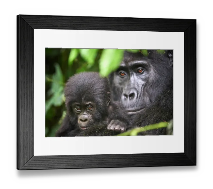 Framed Print : RF - Mountain gorilla (Gorilla beringei beringei) female, holding infant, aged 2 months, head portrait, Bwindi Impenetrable Forest National Park, Uganda. Endangered Framed Print : RF - Mountain gorilla (Gorilla beringei beringei) female, holding infant, aged 2 months, head portrait, Bwindi Impenetrable Forest National Park, Uganda. Endangered