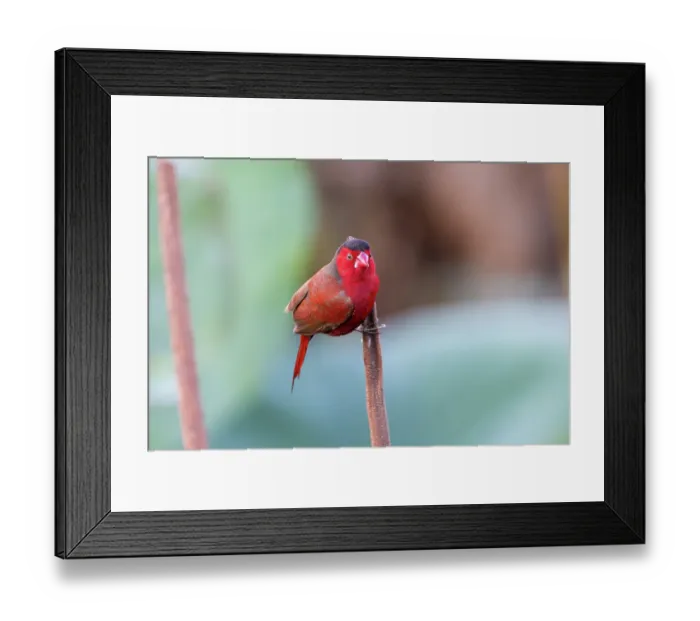 Framed Print : RF - Crimson finch (Neochmia phaeton) male perched on a dead water lily stalk, Corroboree billabong, Northern Territory, Australia Framed Print : RF - Crimson finch (Neochmia phaeton) male perched on a dead water lily stalk, Corroboree billabong, Northern Territory, Australia