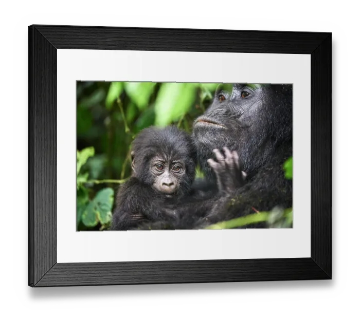 Framed Print : Mountain gorilla (Gorilla beringei beringei) female, holding infant, aged 2 months, head portrait, Bwindi Impenetrable Forest National Park, Uganda. Endangered Framed Print : Mountain gorilla (Gorilla beringei beringei) female, holding infant, aged 2 months, head portrait, Bwindi Impenetrable Forest National Park, Uganda. Endangered