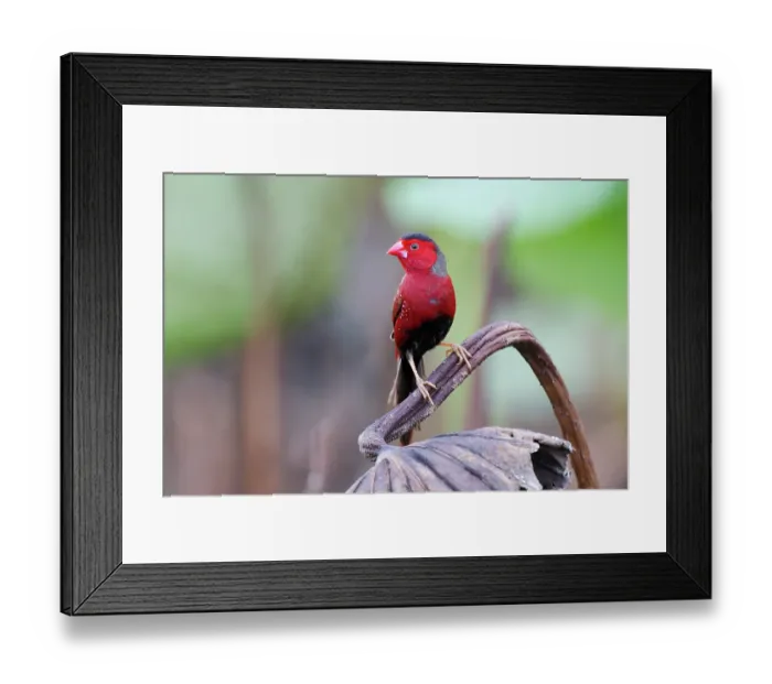 Framed Print : Crimson finch (Neochmia phaeton) male perched on a dead water lily, Corroboree billabong, Northern Territory, Australia