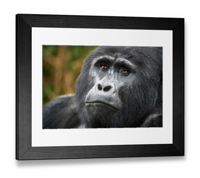 Framed Print : RF - Mountain gorilla (Gorilla beringei beringei) silverback male, head portrait, Bwindi Impenetrable Forest National Park, Uganda. Endangered