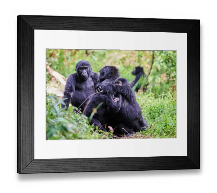 Framed Print : Mountain gorillas (Gorilla beringei beringei) infant and juveniles playing in the forest, Bwindi Impenetrable Forest National Park, Uganda. Endangered Framed Print : Mountain gorillas (Gorilla beringei beringei) infant and juveniles playing in the forest, Bwindi Impenetrable Forest National Park, Uganda. Endangered