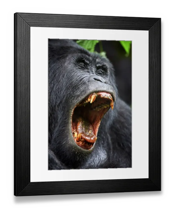 Framed Print : Mountain gorilla (Gorilla beringei beringei) silverback male, yawning, head portrait, Bwindi Impenetrable Forest National Park, Uganda. Endangered Framed Print : Mountain gorilla (Gorilla beringei beringei) silverback male, yawning, head portrait, Bwindi Impenetrable Forest National Park, Uganda. Endangered