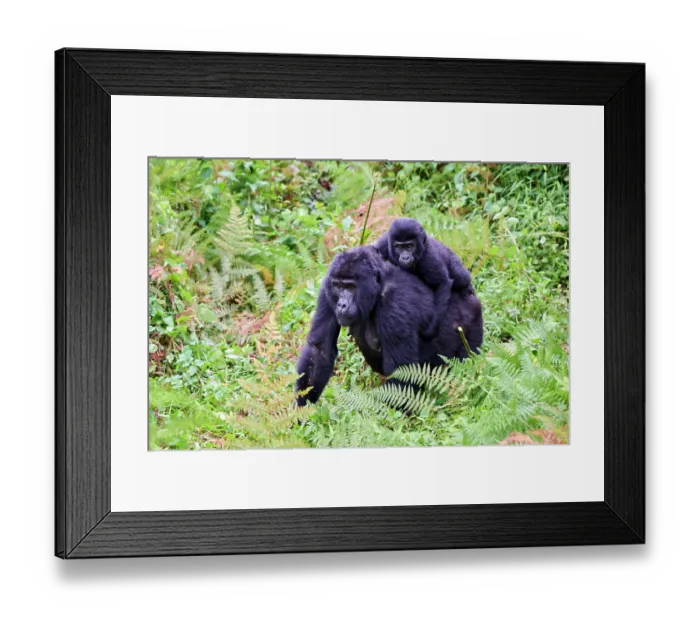 Framed Print : Mountain gorilla (Gorilla beringei beringei) female carrying infant, aged 6 months, on her back, Bwindi Impenetrable Forest National Park, Uganda. Endangered