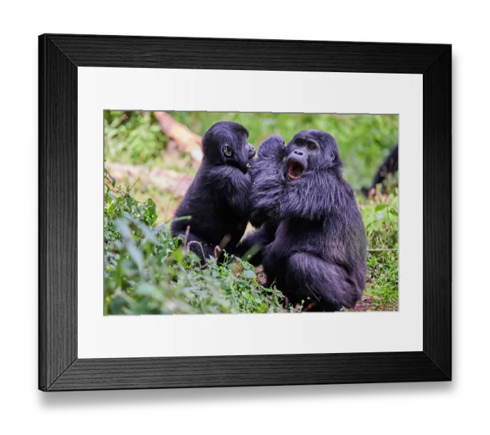 Framed Print : Mountain gorilla (Gorilla beringei beringei) infant and juvenile playing in the forest, Bwindi Impenetrable Forest National Park, Uganda. Endangered Framed Print : Mountain gorilla (Gorilla beringei beringei) infant and juvenile playing in the forest, Bwindi Impenetrable Forest National Park, Uganda. Endangered